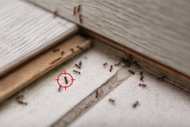 Best Pest Control Cost  in Pierce, CO