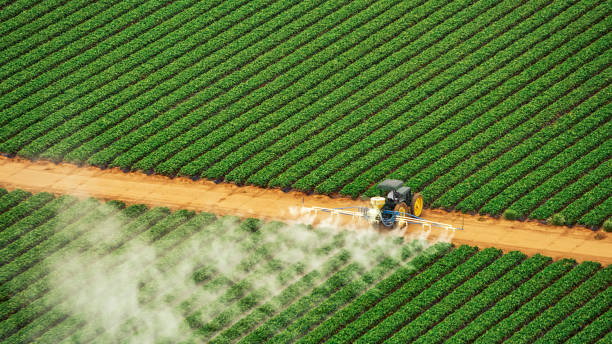 Best Mosquito Control Services  in Pierce, CO