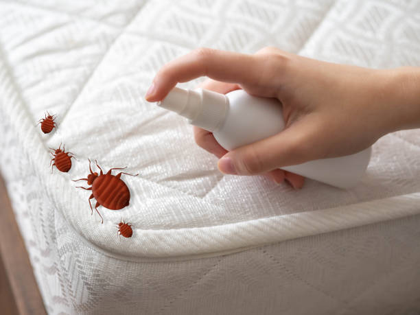 Wasp Removal Services in Pierce, CO