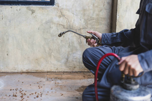 Best Wasp Removal Services  in Pierce, CO